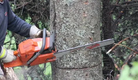 Le jardinier abattage d’arbre pour des travaux abordables